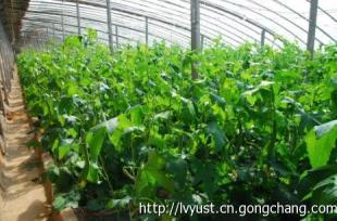 蔬菜大棚 高效种植与市场机遇的融合