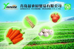 新鲜蔬菜的种植艺术 从田间到餐桌的健康之路