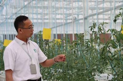 员工一年翻番，沪郊小镇农业公司逆势扩张背后的蔬菜种植新篇章