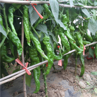 青椒 农家自种时令蔬菜的绿色馈赠
