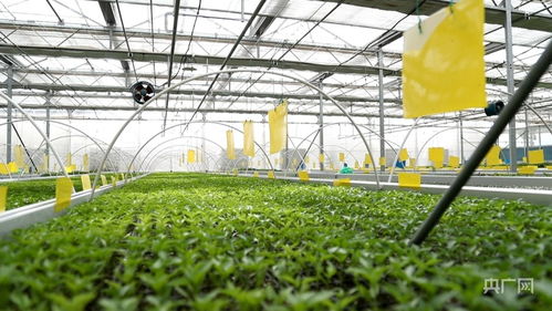 青海设施蔬菜生产格局初具雏形，总种植面积超10万亩