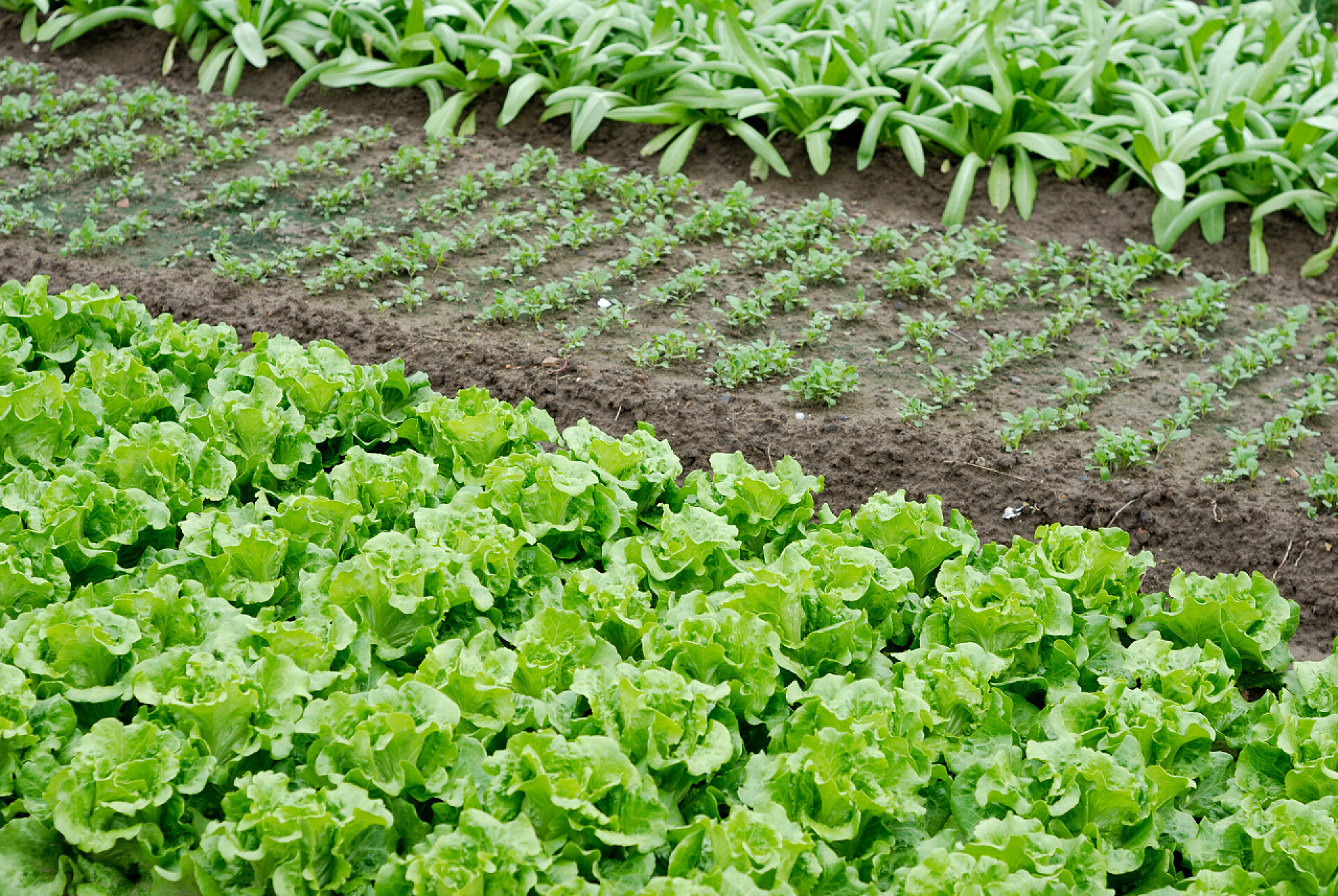 蔬菜叶设计素材 在蔬菜种植中寻找创意灵感