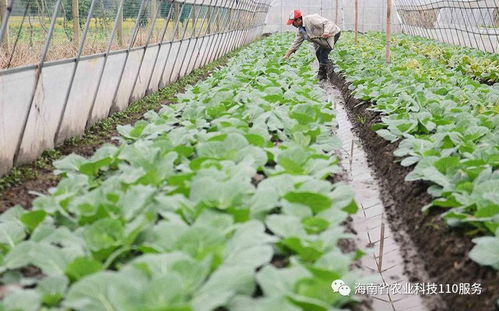温多雨天气下蔬菜种植管理的综合措施