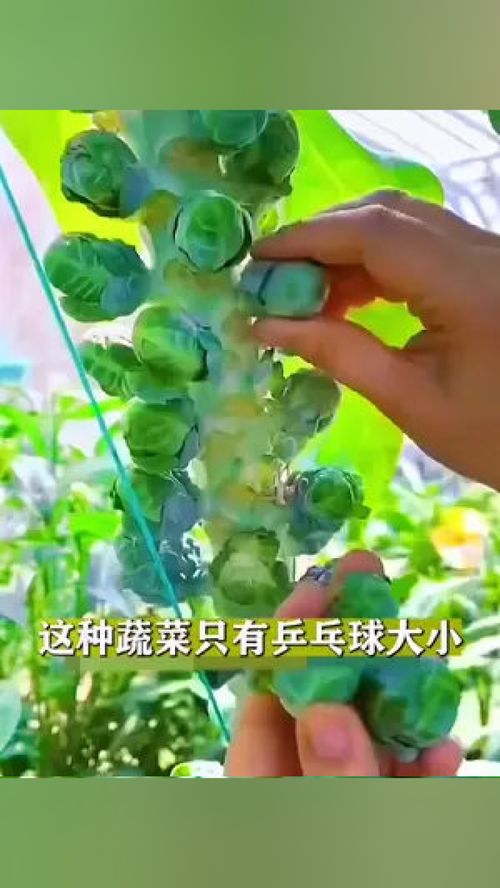 这种甘蓝你吃过吗？——家庭种植优质农产品的实用指南