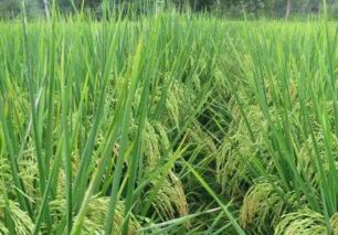优质农产品种植面积不断扩大 蔬菜产业的新趋势
