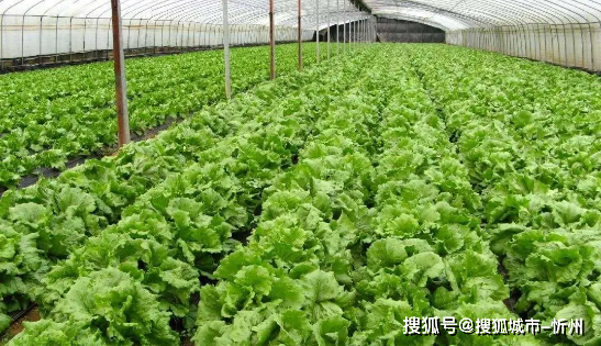 山西产业扶贫产品展播 阳高无公害蔬菜，绿色引擎驱动乡村振兴