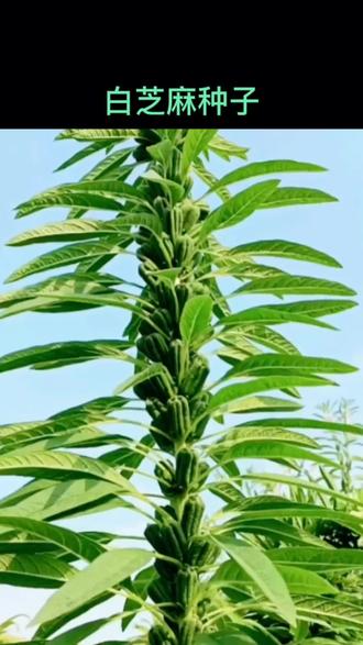芝麻种子新选择 优质农产品，从一颗好种子开始